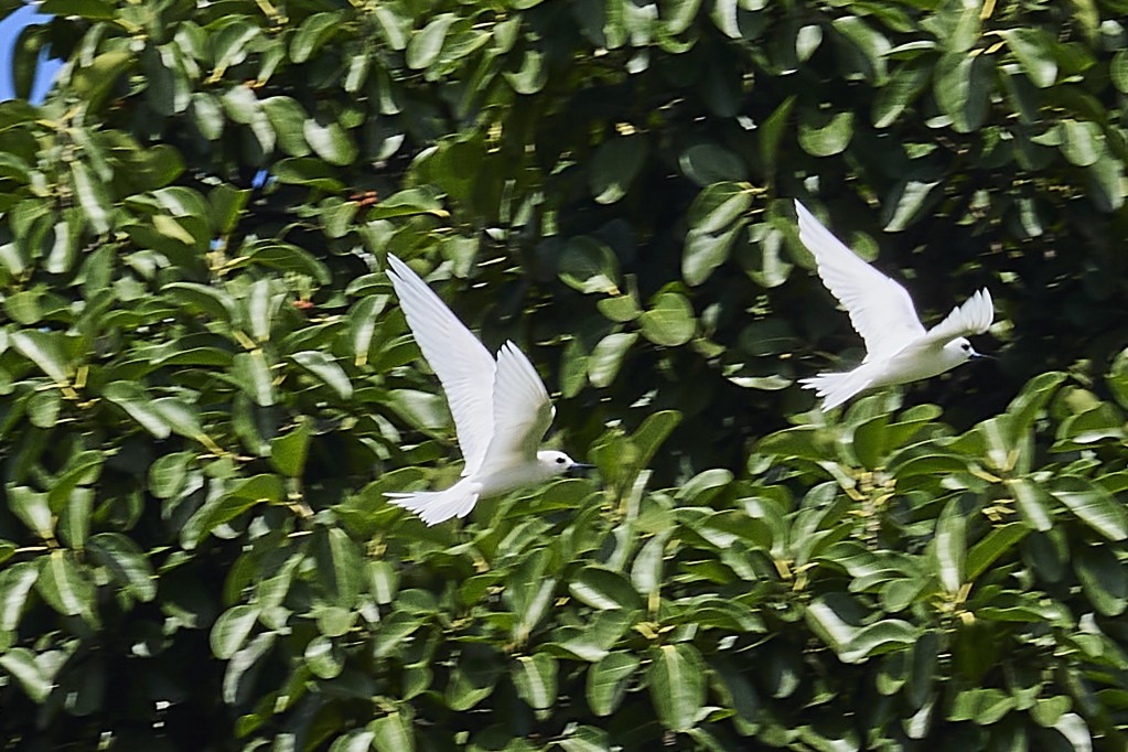 3 Fairy Terns (Manu o Kū) circle the trees in Thomas Park presumably looking nesting or resting places, The birds do not build a nest but rather lay their eggs in the crooks of a tree. They attract ornithologists from around the world to observe their habitat and the nesting sites are only found in the urban and suburban areas of Honolulu, from Hawai'i Kai to Ford Island, Mayor Mufi Hanneman designated the manu-o-Kū as the Official Bird of the City and County of Honolulu in 2007. Photographed March 3rd, 2025. (David Croxford/Civil Beat/2025)