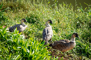 Federal Cuts May Clip Wings Of Hawaiʻi’s Endangered Birds