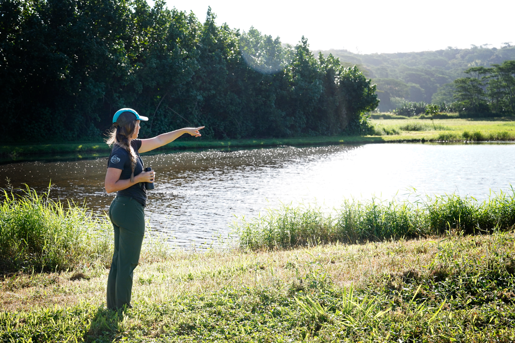Bryn Webber, 33, points out endangered Koloa maoli (Hawaiian duck) Monday, March 3, 2025, at the Hanalei National Wildlife Refuge in Hanalei. Webber was a biologist with the U.S. Fish and Wildlife Department. She lost her job after President Donald Trump terminated a large number of federal employees. (Kevin Fujii/Civil Beat/2025)