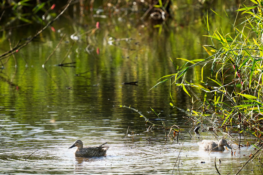 Endangered Koloa maoli (Hawaiian duck) search for food Monday, March 3, 2025, at the Hanalei National Wildlife Refuge in Hanalei. (Kevin Fujii/Civil Beat/2025)