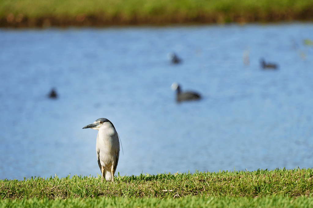 An ‘auku‘u or black-crowned night heron sits at the water’s edge at the Hanalei National Wildlife Refuge Monday, March 3, 2025, in Hanalei. (Kevin Fujii/Civil Beat/2025)