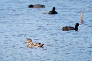 Will Political Uncertainty Force Hawaiʻi’s Native Birds ‘Into Oblivion’?
