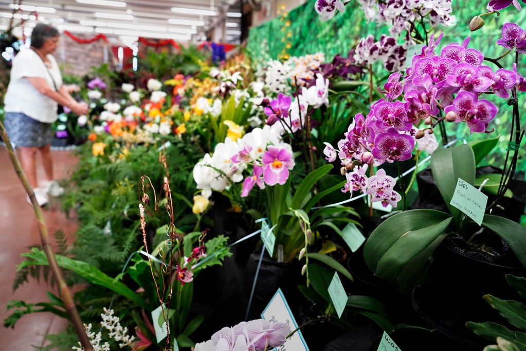Winners in the Windward Orchid Society 42nd Annual Spring Orchid Show are displayed Friday, March 21, 2025, at S.W. King Intermediate School in Kāneʻohe. A contest for the variety of orchids were judged and awarded. Visitors could also buy orchids and plants. The show continues Saturday and Sunday. (Kevin Fujii/Civil Beat/2025)