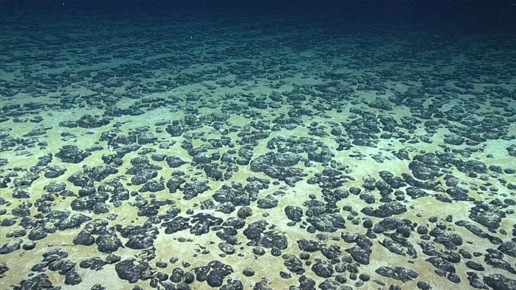 Manganese nodules can also be found on the seafloor off the southeastern United States. (NOAA Office of Ocean Exploration and Research, 2019 Southeastern U.S. Deep-Sea Exploration)