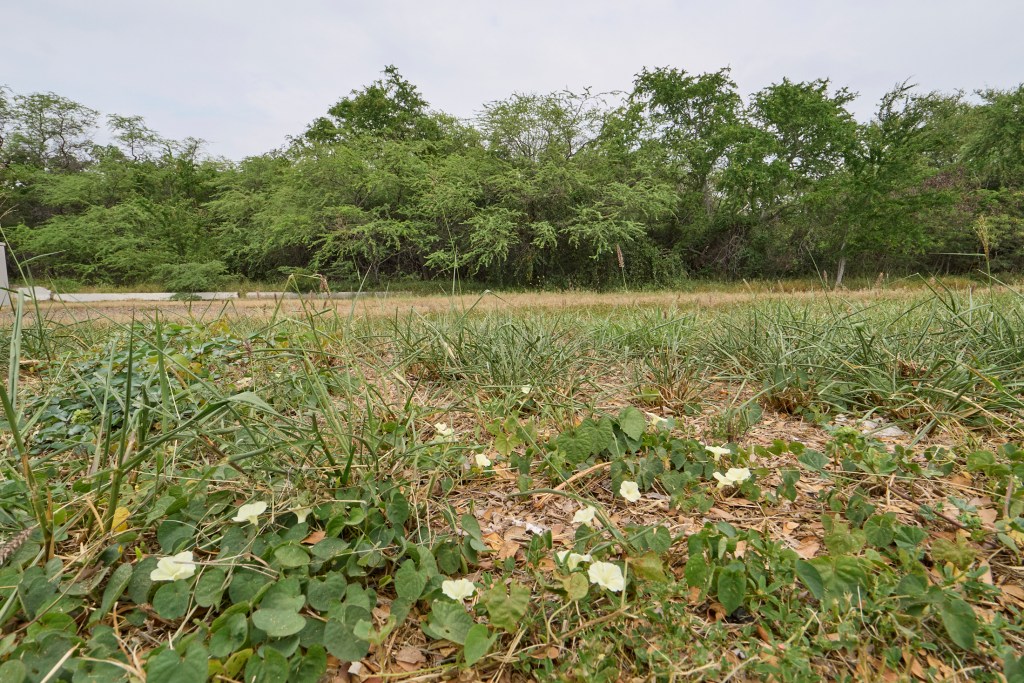 The intersection of Old Fort Weaver Road and Fort Weaver Road occurs about a mile south of the Queens West Hospital. At that location on the Ewa Makai corner, (north west corner) there is a large parcel of land that at this point is undeveloped and overgrown. Photographed Friday April 4th 2025.(David Croxford/Civil Beat/2025)