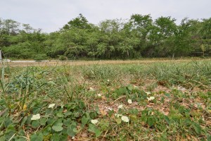 The intersection of Old Fort Weaver Road and Fort Weaver Road occurs about a mile south of the Queens West Hospital.  At that location on the Ewa Makai corner, (north west corner) there is a large parcel of land that at this point is undeveloped and overgrown. Photographed Friday April 4th 2025.(David Croxford/Civil Beat/2025)