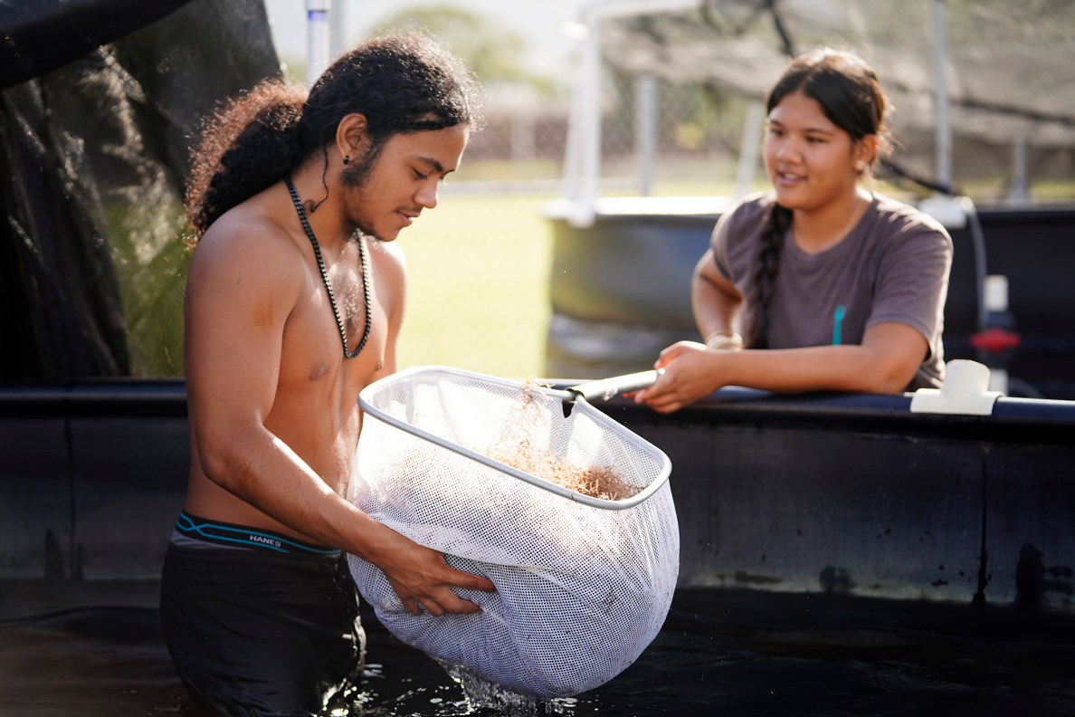 Waiʻanae High School Marine Science Learning Center seniors Chaysten Basso Popa squeezes water out of a net full of limu for Serenity Hema as they clean out a limu tank Wednesday, April 16, 2025, in Waiʻanae. The tanks are cleaned out weekly. Popa and Hema are seniors in the program. The Department of Labor pays Hema to work for the program when she is pau with classes. (Kevin Fujii/Civil Beat/2025)