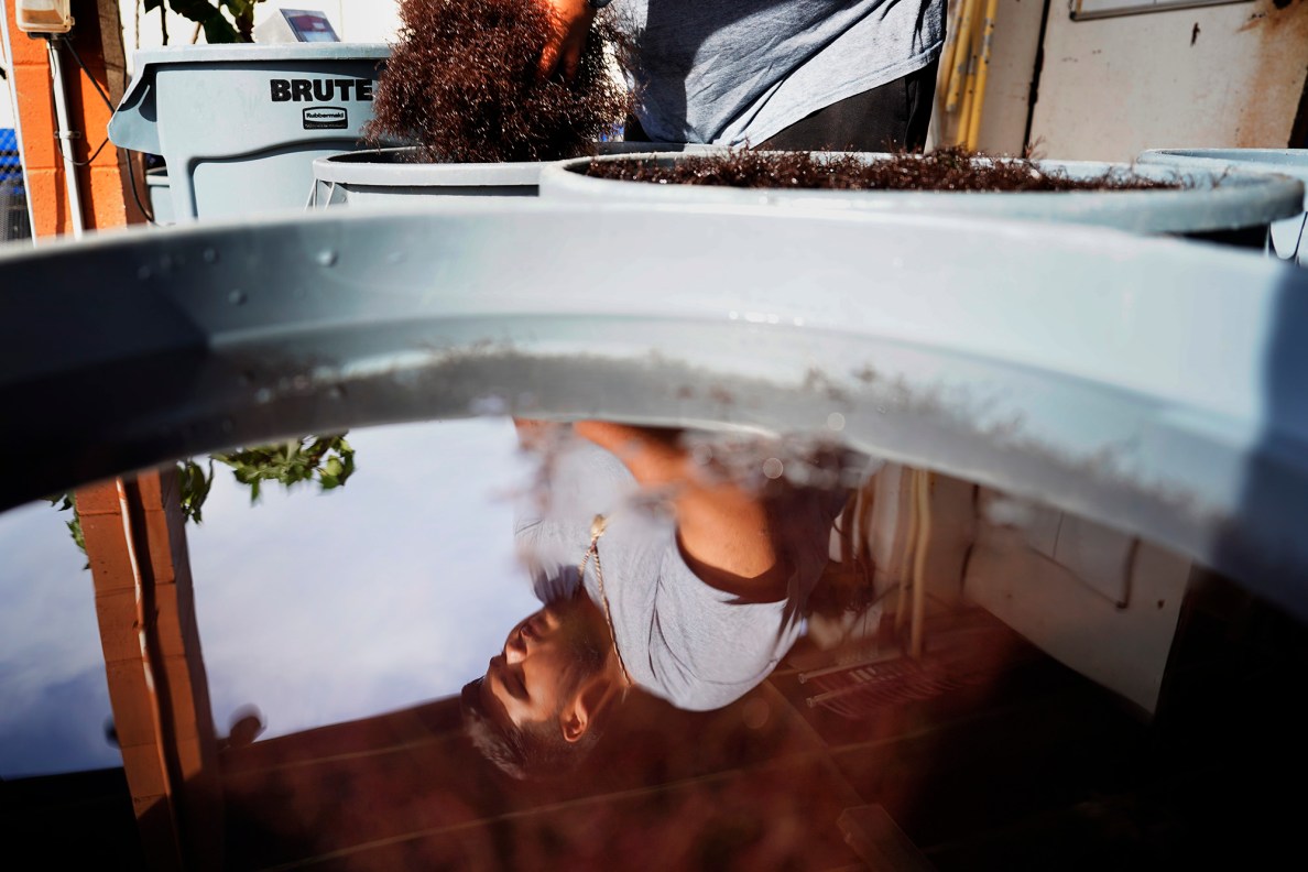 Waiʻanae High School Marine Science Learning Center senior Hyrum Tom weighs limu while their tanks are cleaned Wednesday, April 16, 2025, in Waiʻanae. The tanks need to be cleaned out weekly. (Kevin Fujii/Civil Beat/2025)