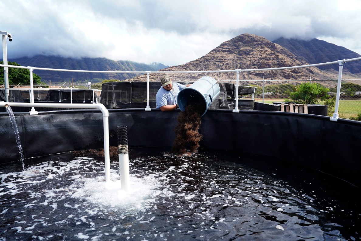 Waiʻanae High School Marine Science Learning Center senior Hyrum Tom returns limu to its freshly cleaned tank Wednesday, April 16, 2025, in Waiʻanae. The tanks need to be cleaned out weekly. (Kevin Fujii/Civil Beat/2025)