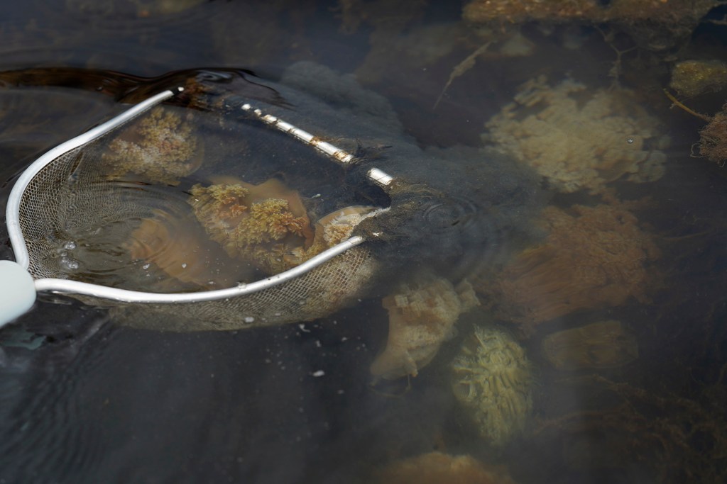 The invasive Cassiopea Andromeda, or the upside-down jellyfish or mangrove jellyfish, is netted for removal from the 800-year old Heʻeia Fishpond by Paepae o He'eia staff and volunteers on Tuesday, April 29, 2025, in Kāneʻohe. The invasive jellyfish reproduce rapidly and predate young fish. (Kevin Fujii/Civil Beat/2025)