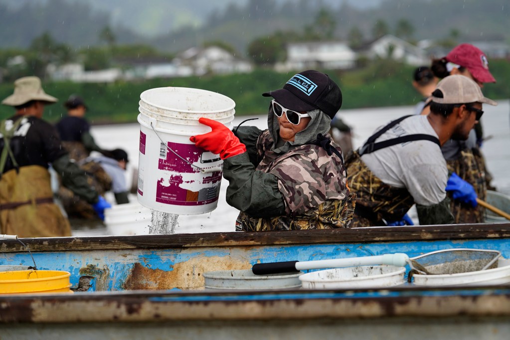 Paepae o He'eia staff member Mamo Leota hoists a bucket full of he invasive Cassiopea Andromeda, or the upside-down jellyfish or mangrove jellyfish, from the 800-year old Heʻeia Fishpond on Tuesday, April 29, 2025, in Kāneʻohe. The invasive jellyfish reproduce rapidly and predate young fish. (Kevin Fujii/Civil Beat/2025)