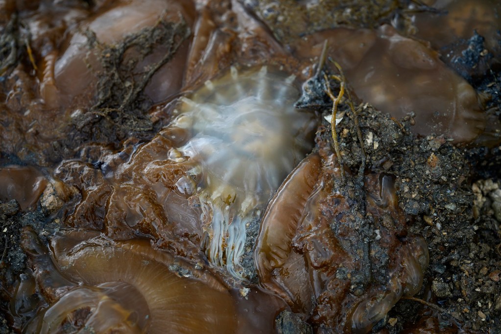 The invasive Cassiopea Andromeda, or upside-down jellyfish or mangrove jellyfish, are dumped on the wall out of the 800-year old Heʻeia Fishpond by Paepae o He'eia staff and volunteers on Tuesday, April 29, 2025, in Kāneʻohe. The invasive jellyfish reproduce rapidly and predate young fish. (Kevin Fujii/Civil Beat/2025).