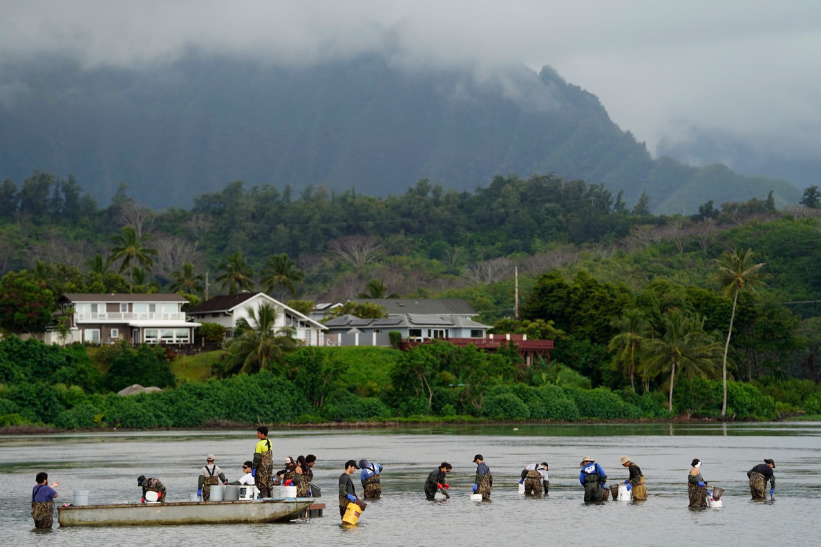 Volunteers and Paepae o He'eia staff remove the invasive Cassiopea Andromeda, or the upside-down jellyfish or mangrove jellyfish, from the 800-year old Heʻeia Fishpond on Tuesday, April 29, 2025, in Kāneʻohe. The invasive jellyfish reproduce rapidly and predate young fish. (Kevin Fujii/Civil Beat/2025)