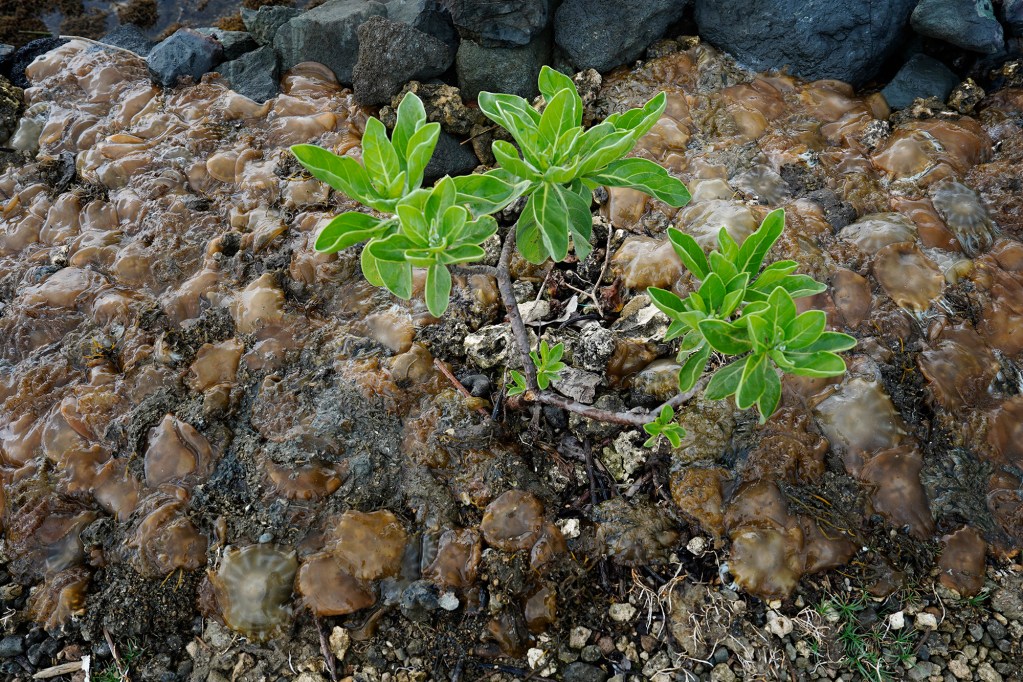 The invasive Cassiopea Andromeda, or upside-down jellyfish or mangrove jellyfish, are dumped on the wall out of the 800-year old Heʻeia Fishpond by Paepae o He'eia staff and volunteers on Tuesday, April 29, 2025, in Kāneʻohe. The invasive jellyfish reproduce rapidly and predate young fish. (Kevin Fujii/Civil Beat/2025).