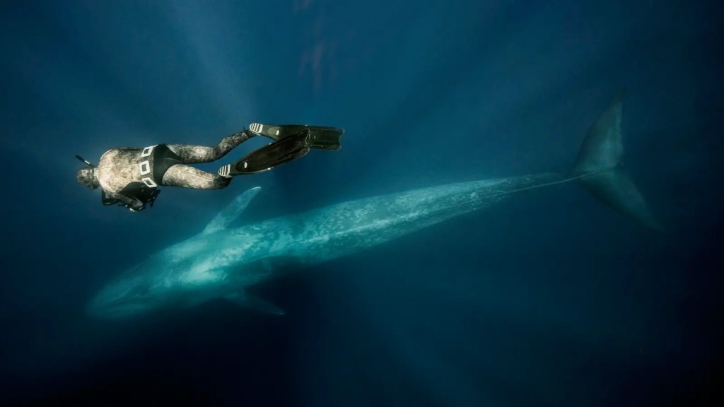 A blue whale swims far below a diver off the coast of Terceira Island, Azores, Portugal. The cetaceans can reach 90 to 100 feet long and are the largest animal to have ever lived. (Gerard Soury/Getty Images via Grist)