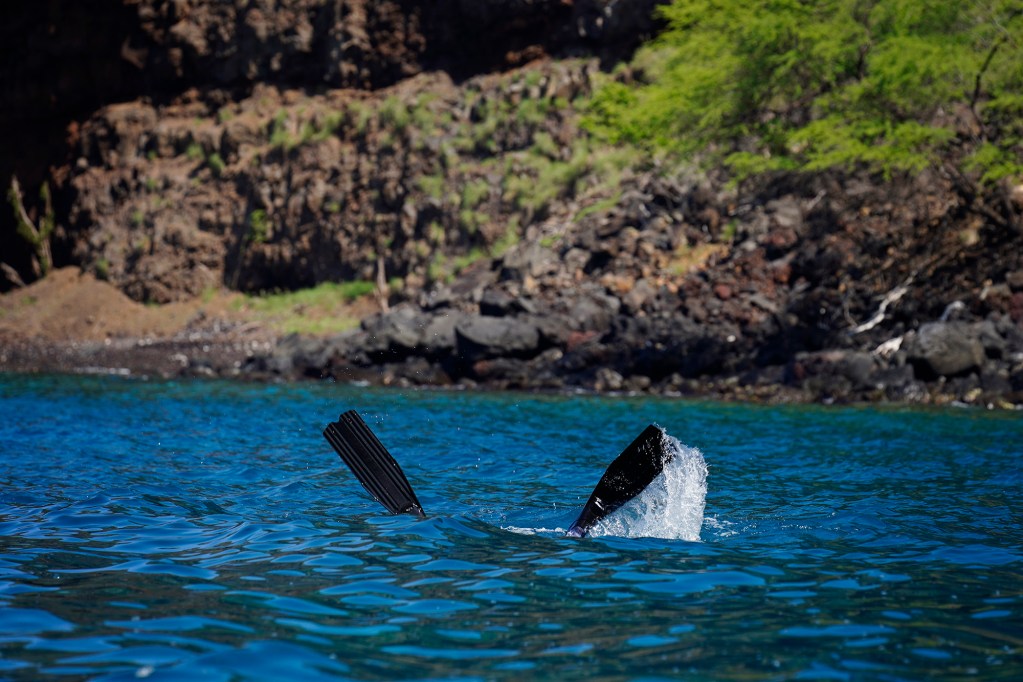 A diver heads below during the Kealakekua Bay Non-Native I‘a (fish) Removal Event Sunday, May 18, 2025, in Captain Cook. (Kevin Fujii/Civil Beat/2025)