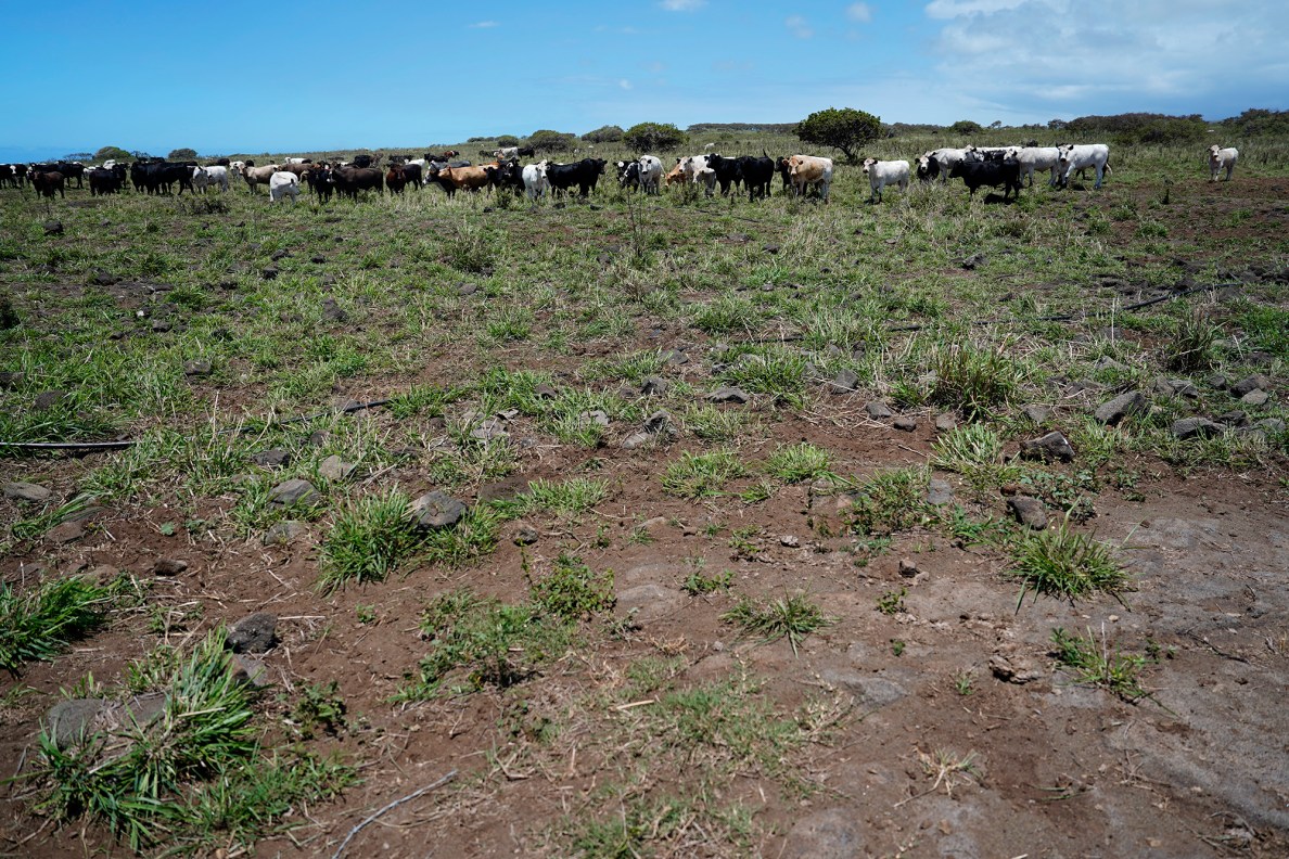 Kuahiwi Ranch cattle stand in pasture Friday, May 23, 2025, in Nāʻālehu. Dirt should not be visible for the cattle to have enough grass to eat. Guy Galmiba has been forced to reduce his number of cattle to keep the ones remaining on the Big Island fed and raised for beef. (Kevin Fujii/Civil Beat/2025)