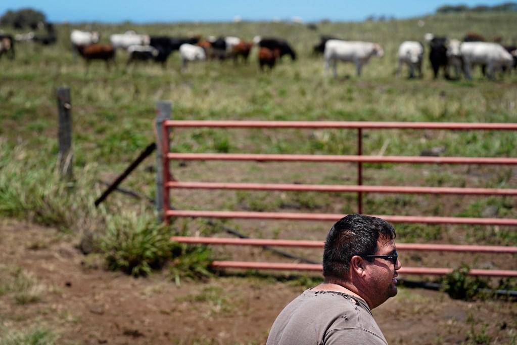 Guy Galimba talks with a Honolulu Civil Beat reporter work while his cattle graze in a pasture at Kuahiwi Ranch Friday, May 23, 2025, in Nāʻālehu. The drought forces Galimba to ship off cattle to the mainland. (Kevin Fujii/Civil Beat/2025)