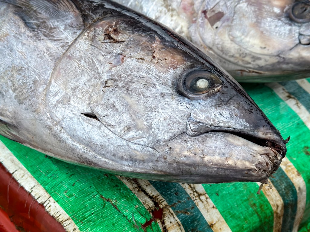 Tuna caught in the Pacific Ocean is sold at the Honiara market. (Nathan Eagle/Civil Beat/2025)