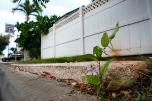 Fix It! Expired Contract Stalls Sidewalk Repairs At Villages of Kapolei 