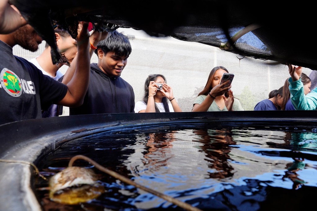 Waipahu High School Food System Pathway students get a peek at catfish at the Hawaiʻi Fish Company Friday, June 6, 2025, in Waialua. (Kevin Fujii/Civil Beat/2025)