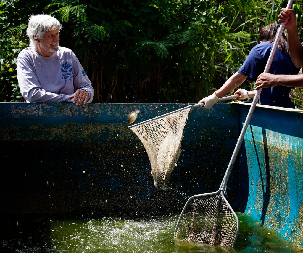 Hawaiʻi Fish Company Ron Weiderbach, left, watches a smaller tilapia jump out of Waipahu High School Food System Pathway student Kotone Springer’s net Friday, June 6, 2025, in Waialua. (Kevin Fujii/Civil Beat/2025)