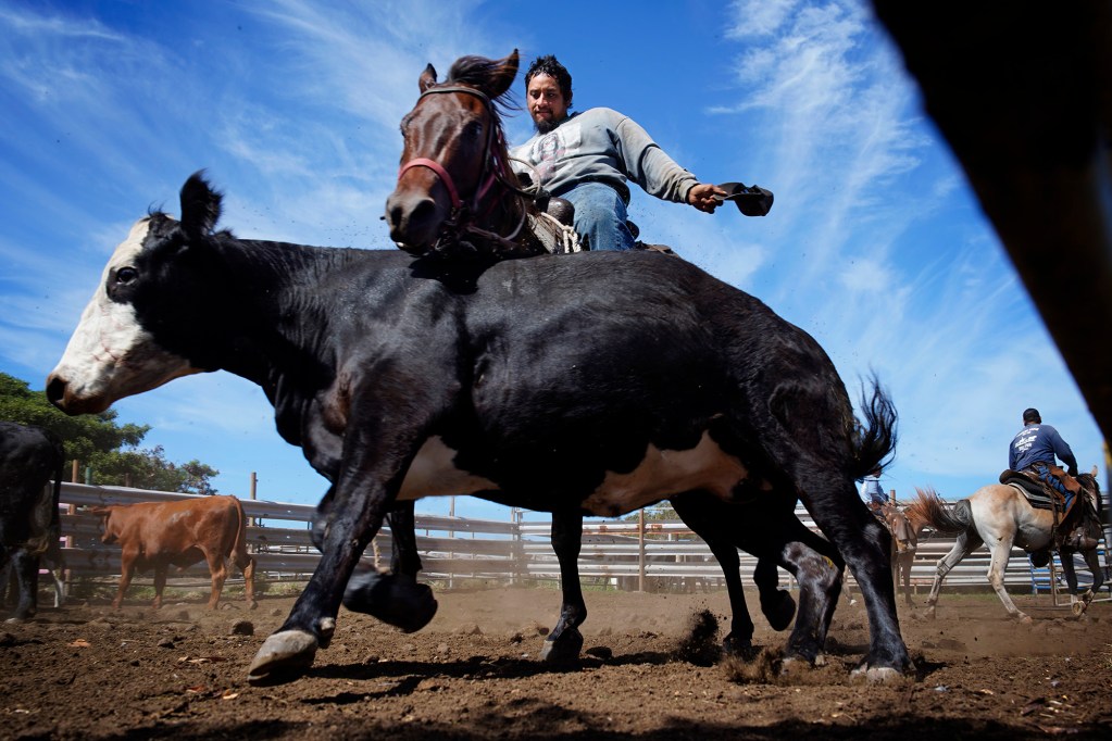 Morgan Dacalio forces a beef cow away from the ones selected to transport at Kuahiwi Ranch Tuesday, June 24, 2025, in Nāʻālehu. The on-going drought is wreaking havoc on grass-fed cattle ranching. (Kevin Fujii/Civil Beat/2025)
