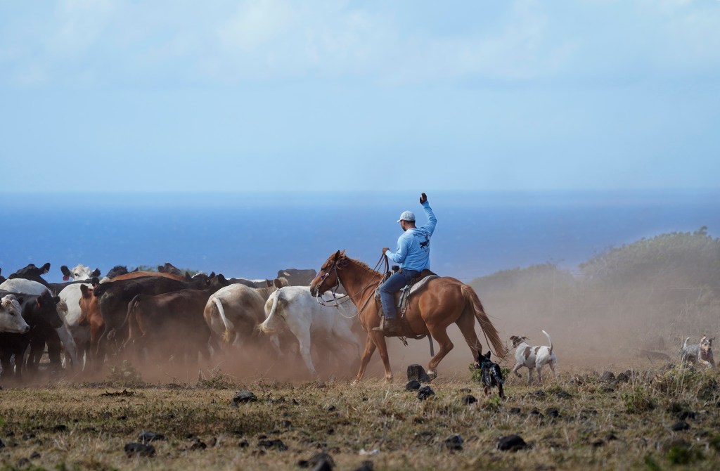 Dust flies as Kuahiwi Ranch’s Grant Galimba moves cattle Tuesday, June 24, 2025, in Nāʻālehu. The on-going drought is wreaking havoc on grass-fed cattle ranching. (Kevin Fujii/Civil Beat/2025)