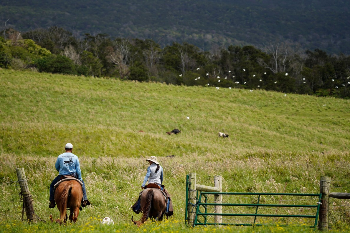 Kuahiwi Ranch siblings Grant Galimba and Kealia Galimba head out to drive cattle into a pen Tuesday, June 24, 2025, in Nāʻālehu. The on-going drought is wreaking havoc on grass-fed cattle ranching. (Kevin Fujii/Civil Beat/2025)