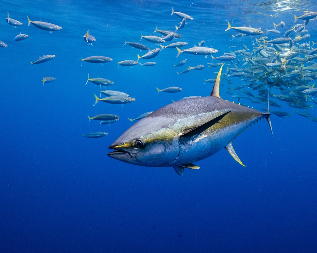 Underwater image of Pacific yellowfin tuna.