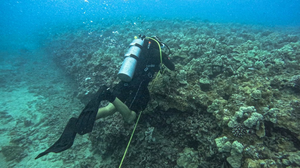 Dylan Brown surveys Horseshoe Reef in the Kewalo Basin.