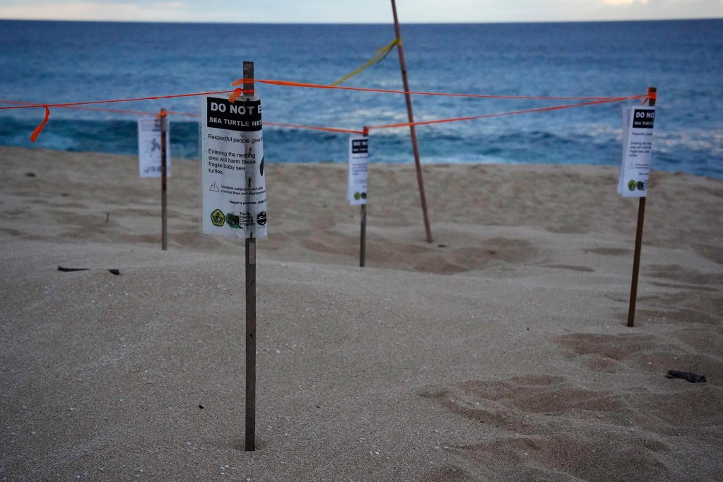 One of many honu nests are photographed Saturday, June 12, 2025, on the North Shore of Oʻahu. The young honu are at potential peril. They could get disoriented by the bright lights from homes or Kamehameha Highway lights. Secondly, people illegally driving vehicles on the beach could run them over. (Kevin Fujii/Civil Beat/2025)