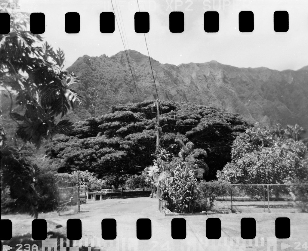 The first property in Waimānalo where child abuse allegedly took place is behind these locked gates, trees and dilapidated basketball goal photographed Tuesday, June 15, 2025, in Waimānalo. These photos are made for John Hill’s project on child abuse. The photos are of places where alleged abuse took place. (Kevin Fujii/Civil Beat/2025)