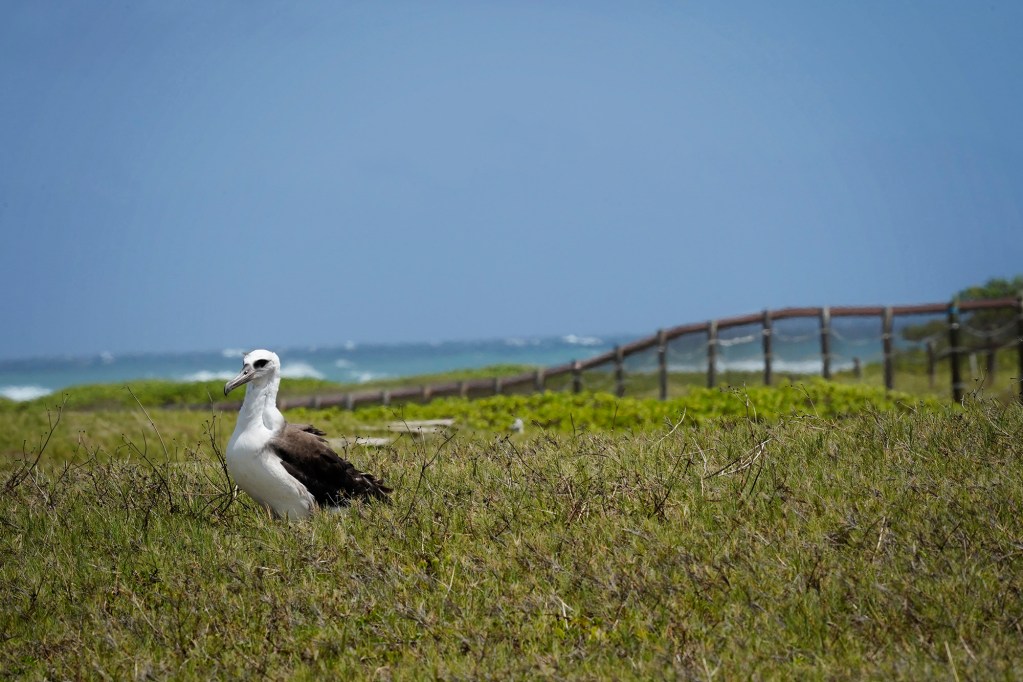 A Laysan albatross rests in a 16-acre enclosed area at James Campbell National Wildlife Refuge Monday, July 6, 2025, in Kahuku. The mammalian fence protects birds nesting on the ground. (Kevin Fujii/Civil Beat/2025)