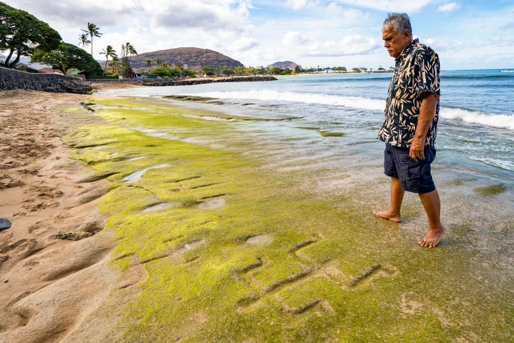 Cultural practitioner Glen Kila walks around the petroglyphs carved into the rock at Pōkaʻī Bay during low tide, July 22, 2025, in Waiʻanae. (AP Photo/Mengshin Lin)