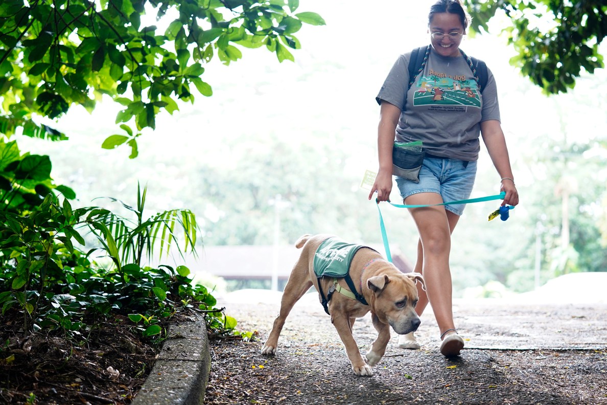 Kawenaonalani Correa and Acorn begin their hike to the Mānoa Falls Trail during his ‘Īlio Explorers field trip Tuesday, Aug. 12, 2025, in Honolulu. The program allows volunteers to get a dog out of the Hawaiian Humane Society grounds and out into the public. (Kevin Fujii/Civil Beat/2025)
