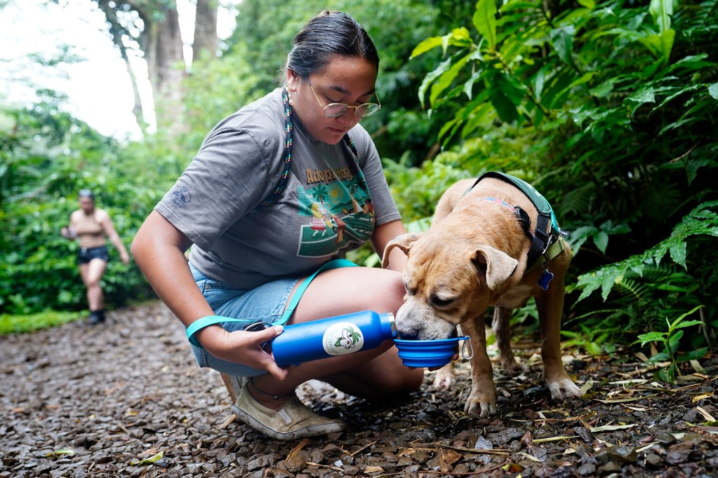 Kawenaonalani Correa gives Acorn some water along the Mānoa Falls Trail during his ‘Īlio Explorers field trip Tuesday, Aug. 12, 2025, in Honolulu. The program allows volunteers to get a dog out of the Hawaiian Humane Society grounds and out into the public. (Kevin Fujii/Civil Beat/2025)