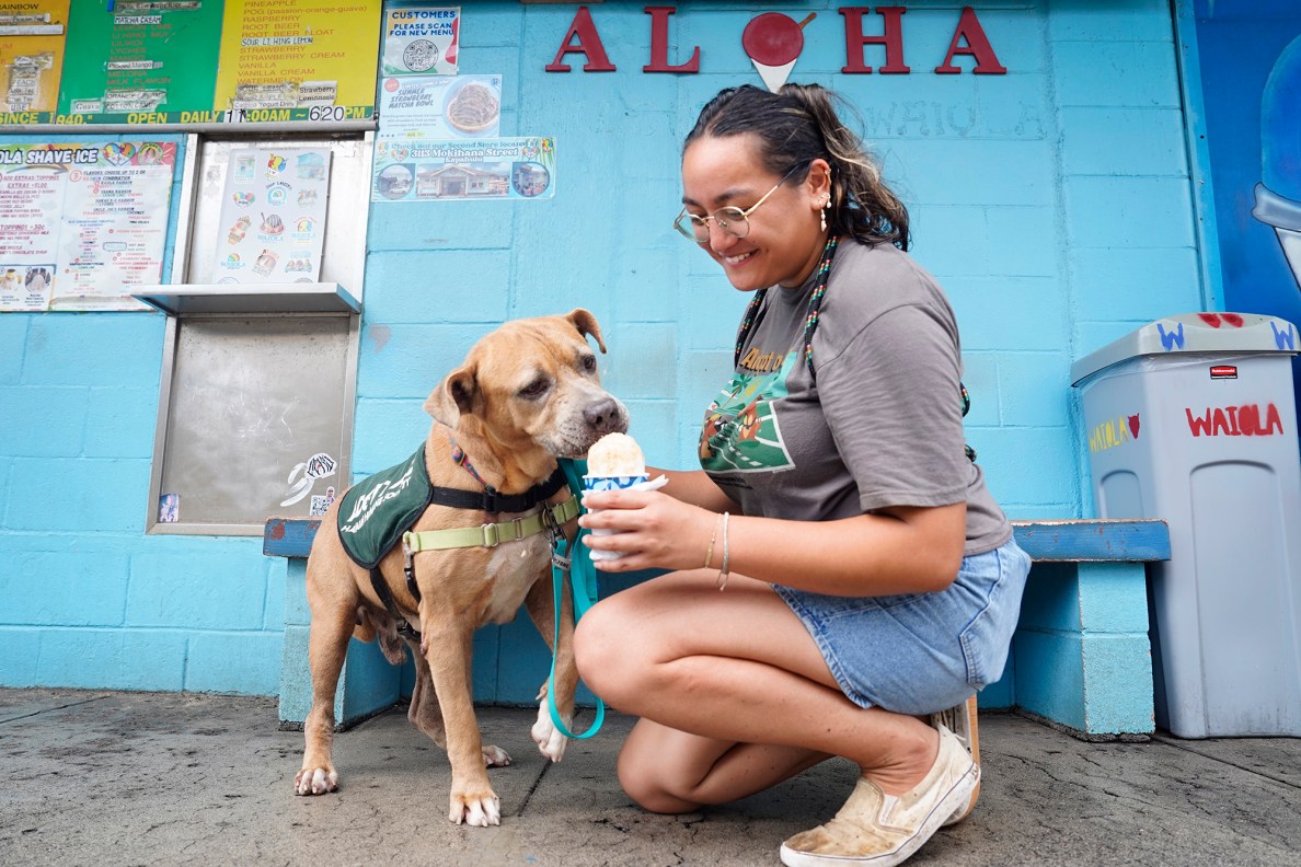 Acorn laps up his pup-friendly shave ice during his ‘Īlio Explorers field trip with Kawenaonalani Correa Tuesday, Aug. 12, 2025, in Honolulu. The program allows volunteers to get a dog out of the Hawaiian Humane Society grounds and out into the public. (Kevin Fujii/Civil Beat/2025)