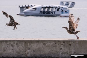 A Winged Ferry That Glides Like A Pelican Could Change Travel And Defense
