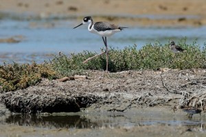 Coastal Communities Restore Marshes, Dunes And Reefs Amid Climate Threats