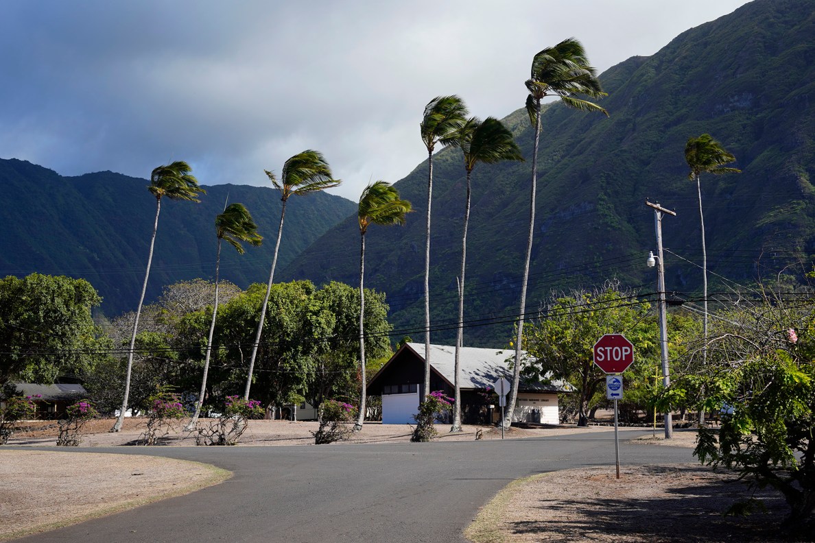 A grove of palm trees line a Kalaupapa intersection during a Kalaupapa Saints Tour Thursday, Sept. 18, 2025, in Kalaupapa. Covid closed Kalaupapa National Historical Park five years ago. Multiple state and federal agencies coordinated to allow a patient-owned tour company to bring visitors back. (Kevin Fujii/Civil Beat/2025)