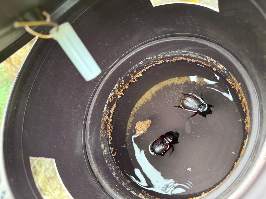 Coconut rhinoceros beetles caught in Karlo Tanjuakio's yard using a method common in India. (Courtesy of Karlo Tanjuakio)