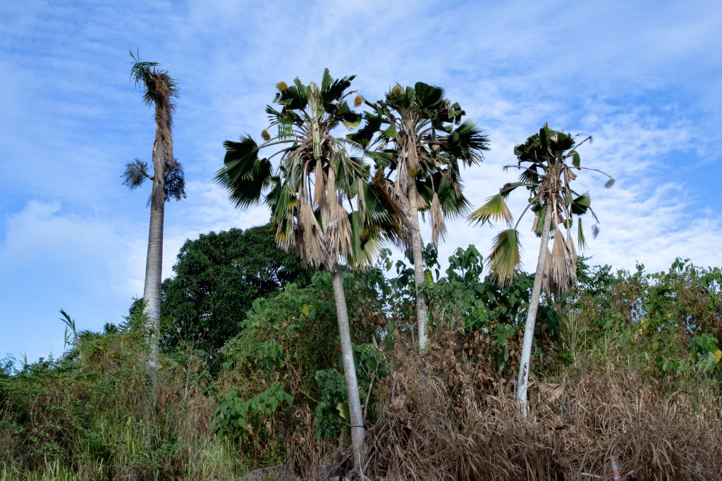 Palms infested with coconut rhinoceros beetle in the agricultural area of Waimānalo. (Leilani Combs/Civil Beat/2025)