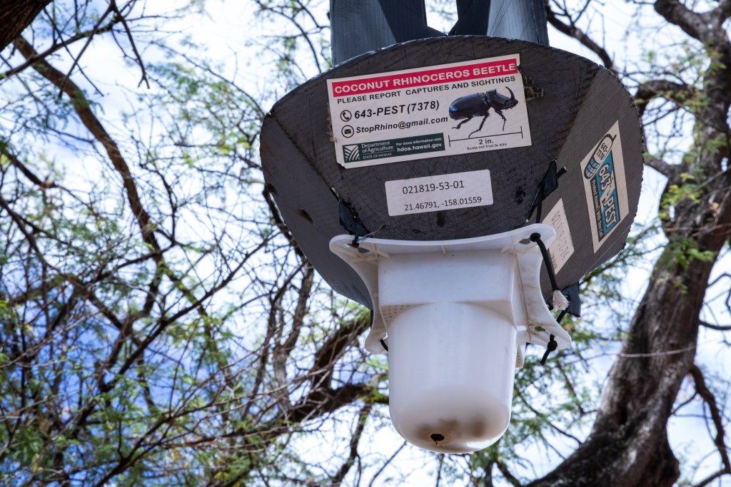 Coconut rhinoceros beetle trap with beetles inside on Huipu drive in Mākaha Valley. (Leilani Combs/Civil Beat/2025)