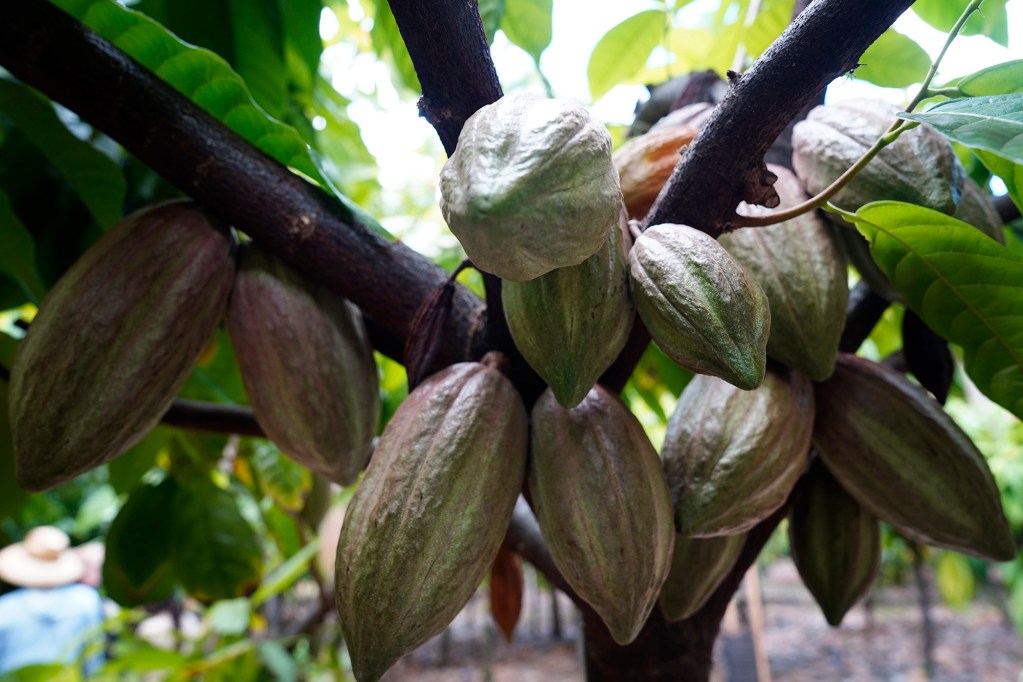 Agriculture Stewardship Hawaiʻi takes Honolulu Civil Beat on a tour of Kamananui Cacao Orchards on the North Shore Wednesday, Oct. 1, 2025, in Waialua. Agriculture Stewardship Hawaiʻi recently completed a three-year project supporting conservation on 11 farms and ranches from Wahiawā to the North Shore, with the goal of improving water quality in the Kaukonahua sub-watershed. This effort was part of our ongoing Healthy Soils and Watersheds Program, which will launch a new project in 2026. Through these projects, agricultural producers receive financial and technical assistance to help incentivize and sustain conservation practices on their lands. (Kevin Fujii/Civil Beat/2025)