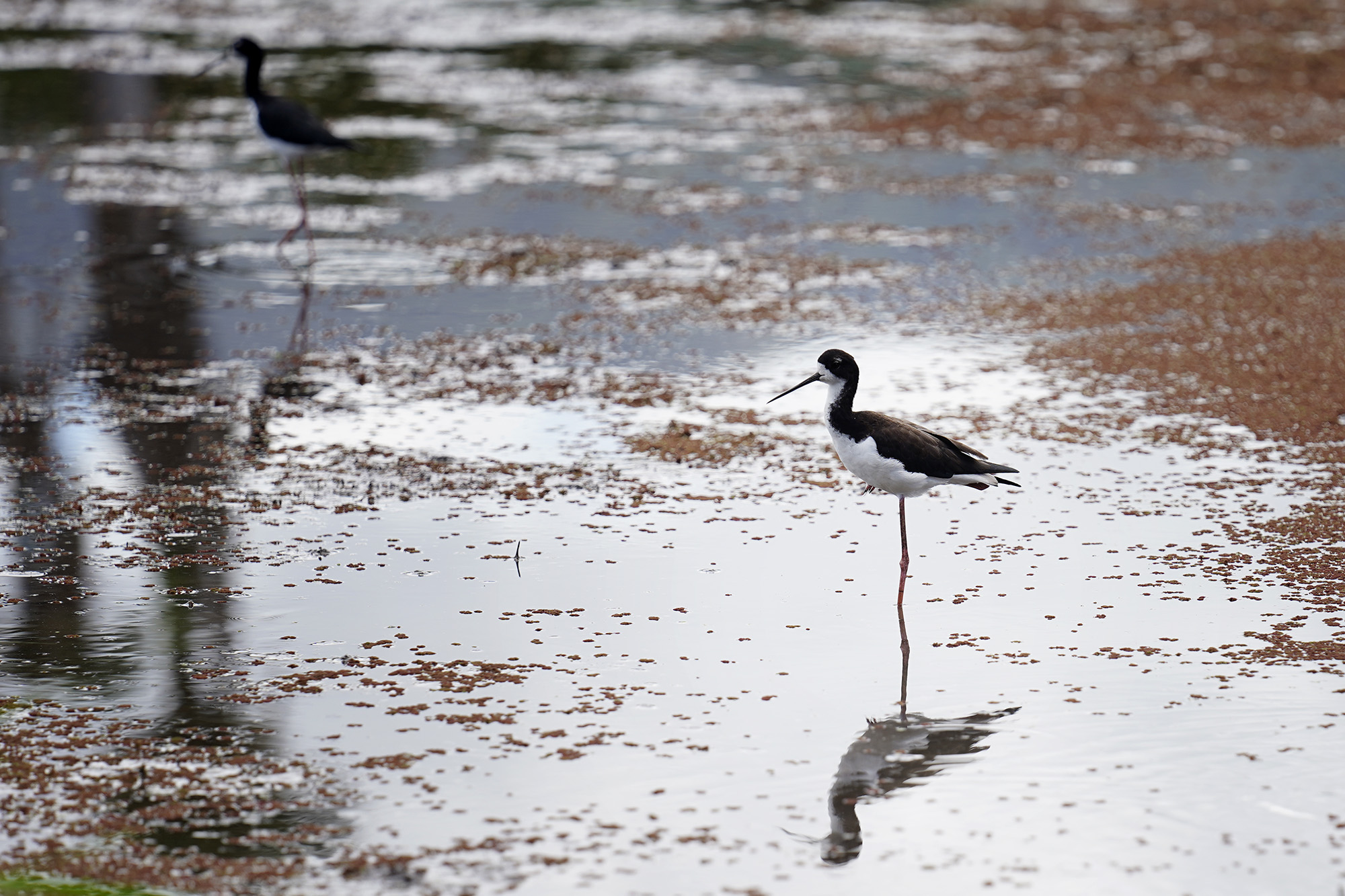 Hawaiian stilt threatened listing sparks debate in Hawaii