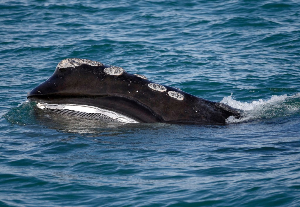 FILE - In this March 28, 2018 file photo, the baleen is visible as a North Atlantic right whale feeds on the surface of Cape Cod bay off the coast of Plymouth, Mass. Maine Gov. Janet Mills said in July 2019 that a federal plan to help endangered right whales at the expense of fishermen is "foolish" and is directing the state to come up with rules with a lesser impact on lobster fishermen. Maine's congressional delegation is backing the governor. North Atlantic right whales are facing the threat of extinction. (AP Photo/Michael Dwyer, File)