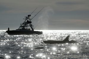 Republicans Try To Weaken Law Protecting Whales, Seals And Polar Bears