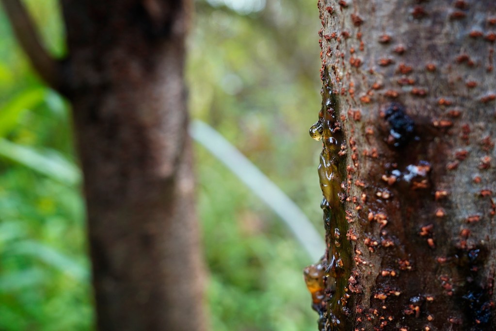 Queensland Longhorn Beetle damage oozes from a cacao tree Thursday, Oct. 30, 2025, in Hilo. QLB are destroying crops in Puna and they're marching northward along the Hāmākua coast. (Kevin Fujii/Civil Beat/2025)