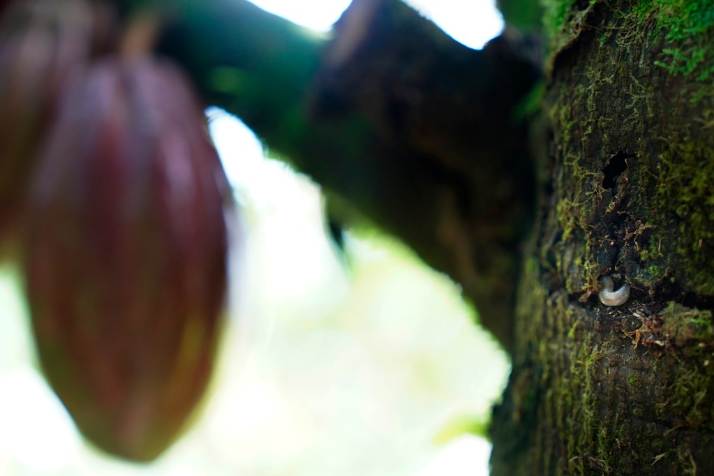 A Queensland Longhorn Beetle larvae eats away at a cacao tree Thursday, Oct. 30, 2025, in Hilo. QLB are destroying farms from Puna northward along the Hāmākua coast. (Kevin Fujii/Civil Beat/2025)